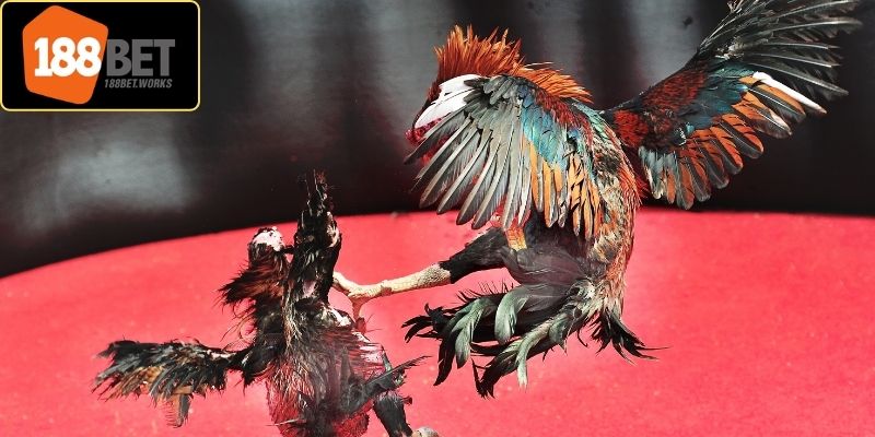 Rất nhiều hình thức thi đấu cho người dùng trải nghiệm