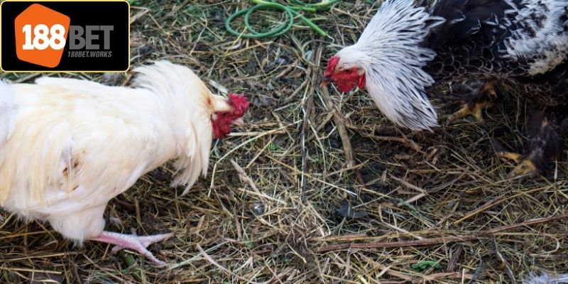 Sảnh đá gà 188Bet với nhiều ưu điểm cho hội viên