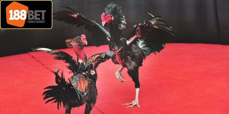 Nhiều hội viên quan tâm tìm hiểu về sảnh đá gà 188Bet