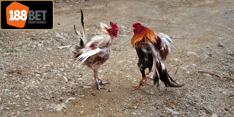 Sảnh đá gà mang tính giải trí cao tại nhà cái